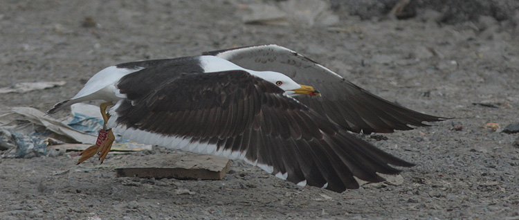 Larus fuscus