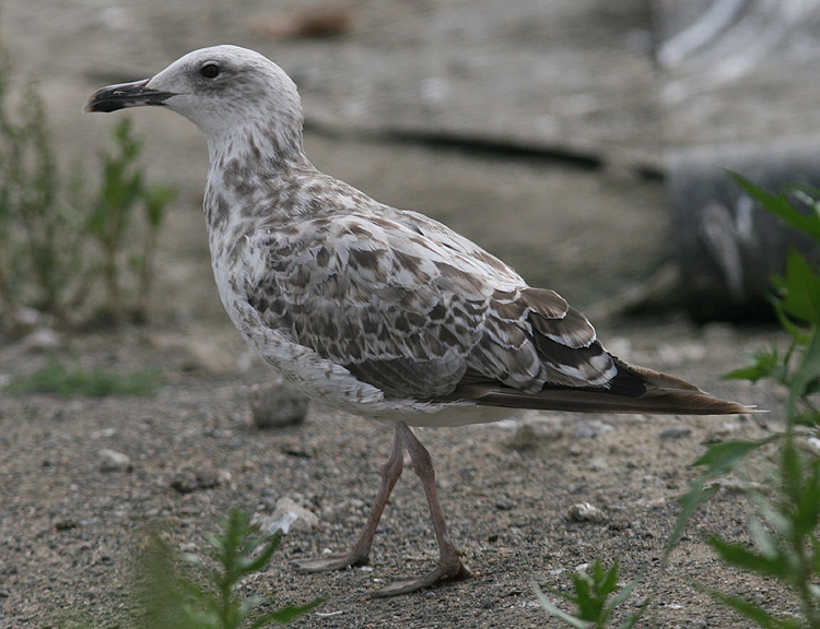 Larus cachinnans