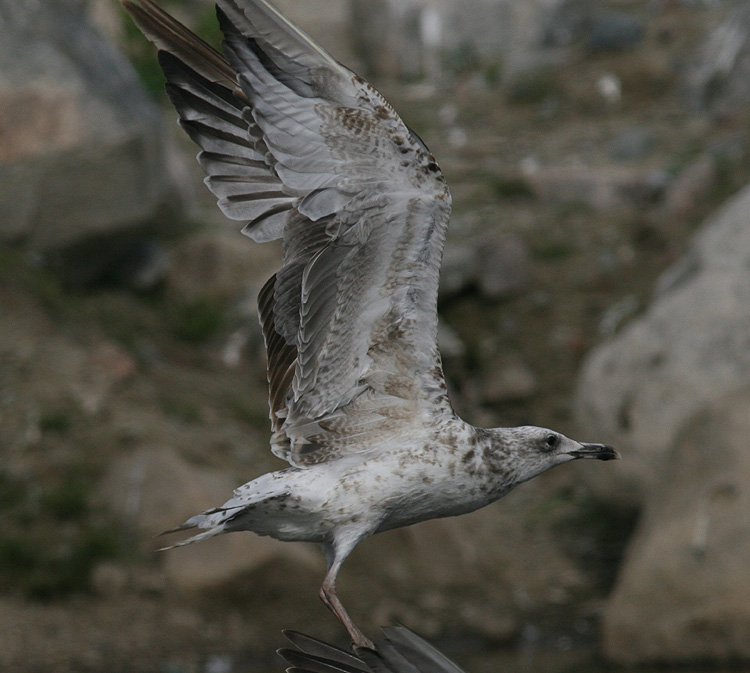 Larus cachinnans