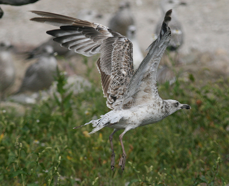 Larus cachinnans