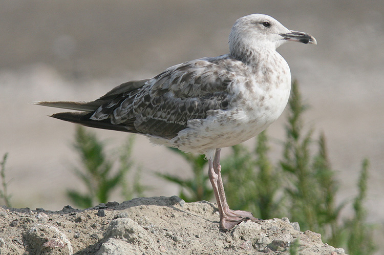 Larus cachinnans