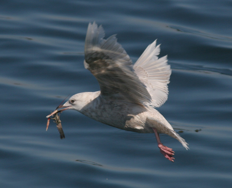 IMG_i32316