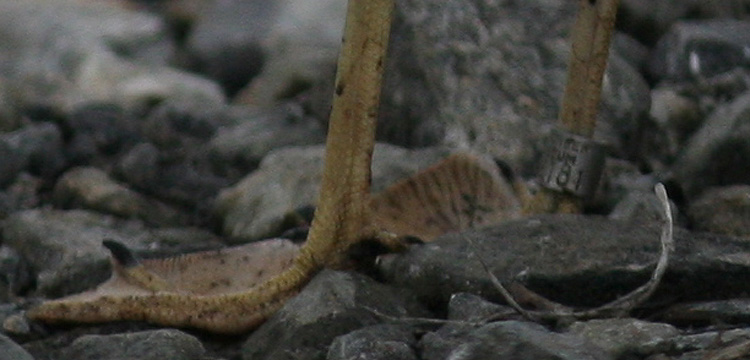 3kv Larus fuscus
