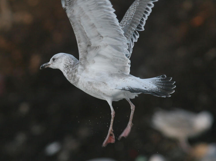 Larus cachinnans