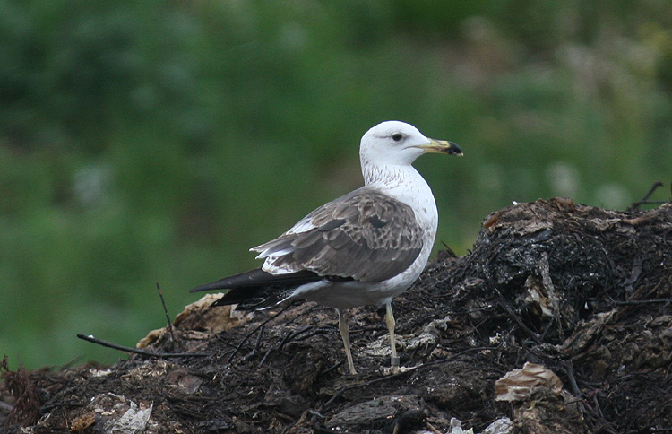 Larus fuscus