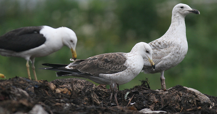 Larus fuscus
