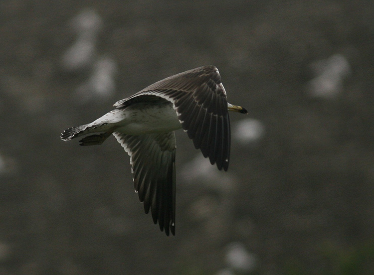 Larus fuscus