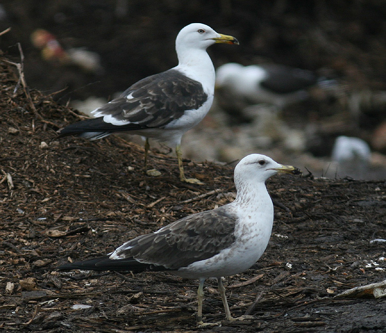 Larus fuscus