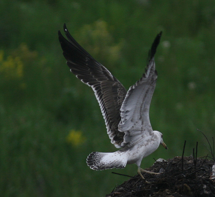 Larus fuscus